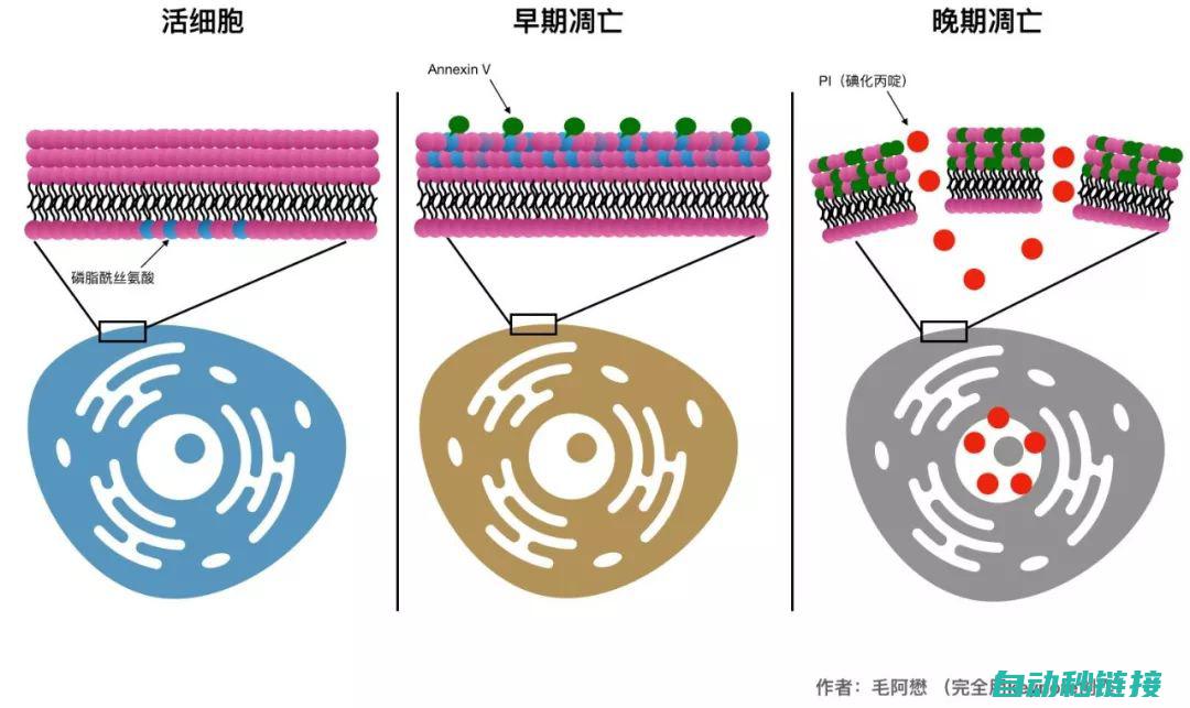 探究MT程序源码的解构与重构过程